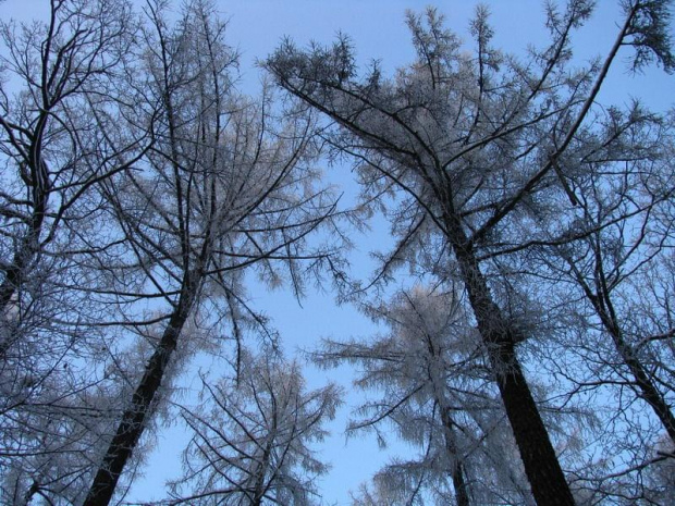 Uroki zimy #las #zima #drzewa #szadź