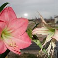 #hippeastrum