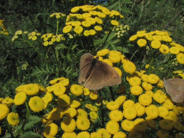 Górówka meduza ? #motyl