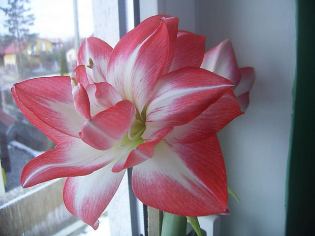 hippeastrum 6.03.10