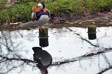 Zajęty podziwianiem #Warszawa #ŁazienkiKrólewskie #park #mandarynka #woda #odbicie