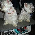 Gabi i Gypsy