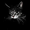 #kot #zwierzęta
