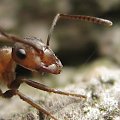 mróweczka #mrówka #makro #przyroda