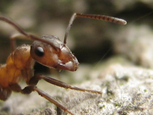 mróweczka #mrówka #makro #przyroda
