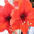 #hippeastrum #amarylis