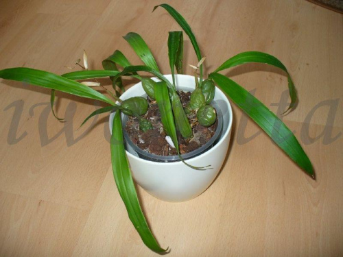COELOGYNE CRISTATA