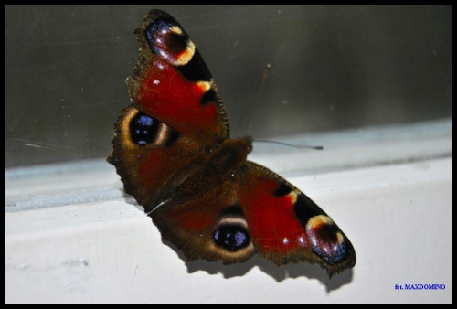 mój pierwszy motylek w tym roku-spotkałam go u mnie na działce siedzącego na oknie, pięknie pozował