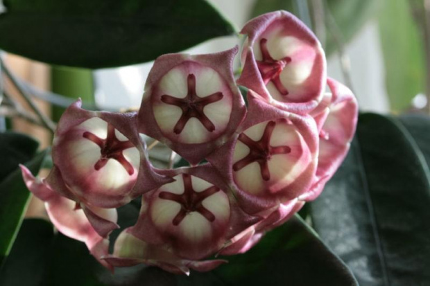 hoya archiboldiana