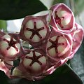 hoya archiboldiana