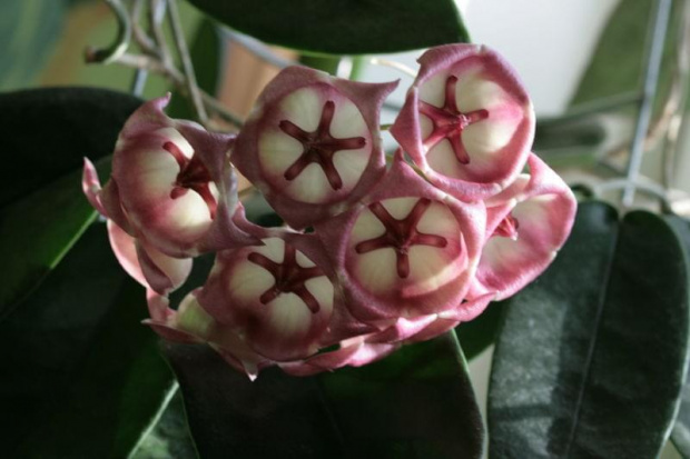 hoya archiboldiana