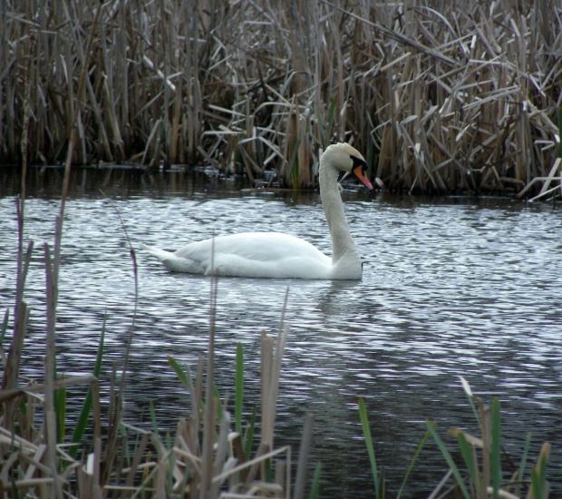 Łabędź Niemy