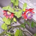 Passiflora alata