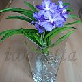 Vanda