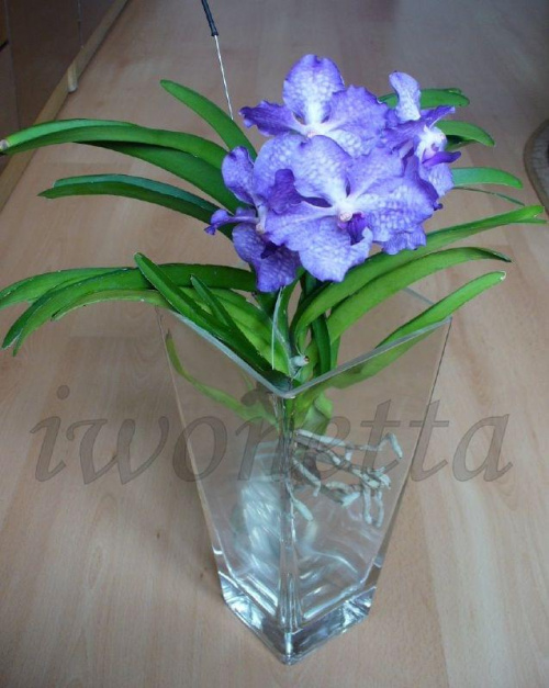 Vanda