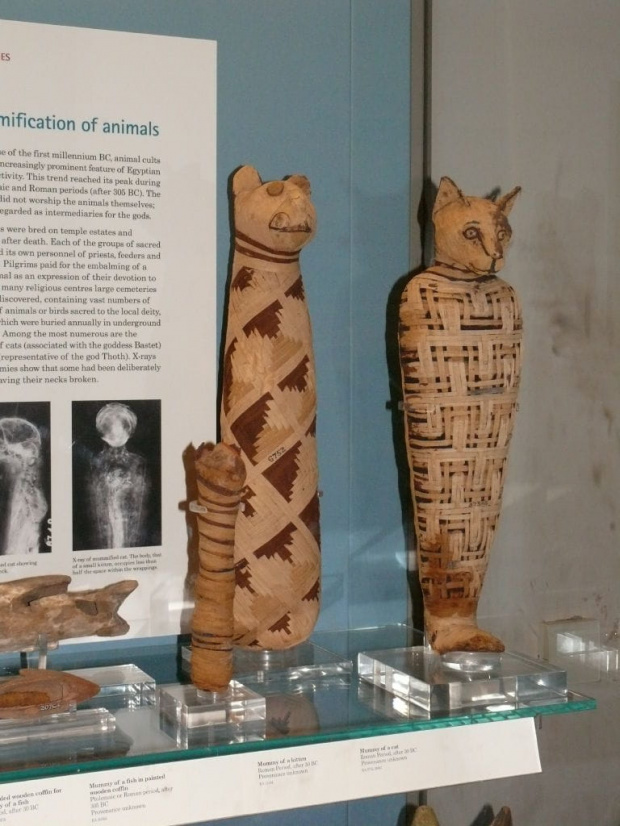 Kolekcja mumii kotów #BritishMuseum
