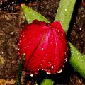 tulipanek botaniczny w deszczu