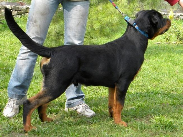 #rottweiler #rottweilery #psy #zwierzęta