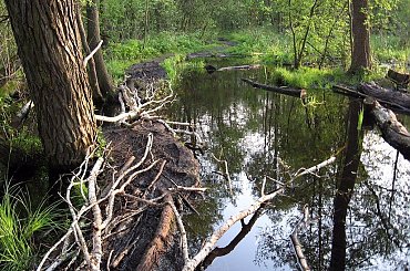 Puszcza Kampinoska-przeprawa udana :D #PuszczaKampinoska #błoto #UroczyskoKalisko