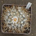 Turbinicarpus macrochele