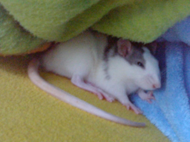 Jak każdy zwierz Maxima szybko znalazła wygodne miejsce do spania - u panci w łóżku #szczur