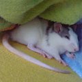 Jak każdy zwierz Maxima szybko znalazła wygodne miejsce do spania - u panci w łóżku #szczur