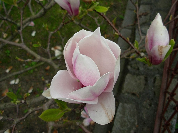 kwiat Magnolii