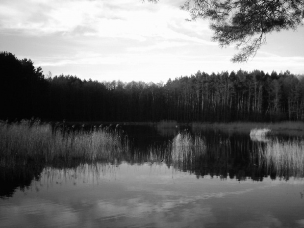 Pagan Morazko #poznań #morasko #żurawiniec #rezerwat #las #przyroda #black #metal #pagan