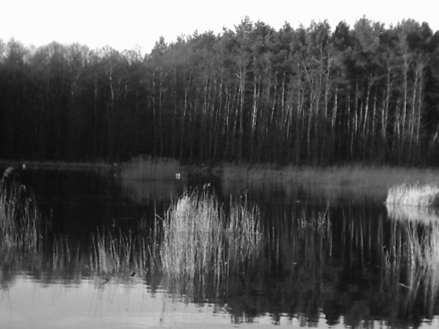 Pagan Morazko #poznań #morasko #żurawiniec #rezerwat #las #przyroda #black #metal #pagan