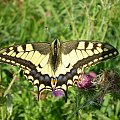 W przerwie ... Paź królowej - Papilio machaon . Data : 21.08.2008. Miejsce : rzeka Obra . Miejscowość : Talary .