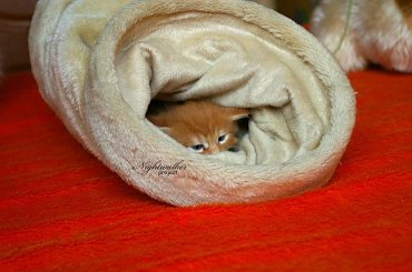 #KociętaMaineCoon #KotyMaineCoon #HodowlaMaineCoon #KotyRasowe #DomoweKotyRasowe #KotkiMaineCoon #SprzedażMaineCoon