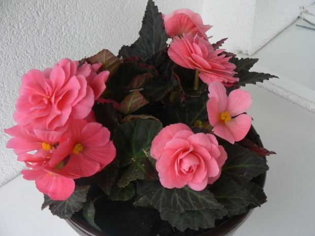 Begonia #Kwiaty