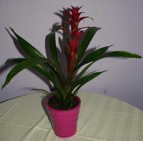 bromelia