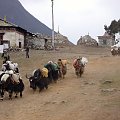 Jaki w Thengboche