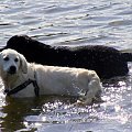 #ZwierzętaPiesGoldenRetriever