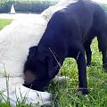 #ZwierzętaPiesGoldenRetriever