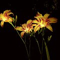 #lilie #świecące #kwiaty