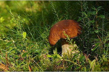 Borowik szlachetny #Grzyby #LasMazury