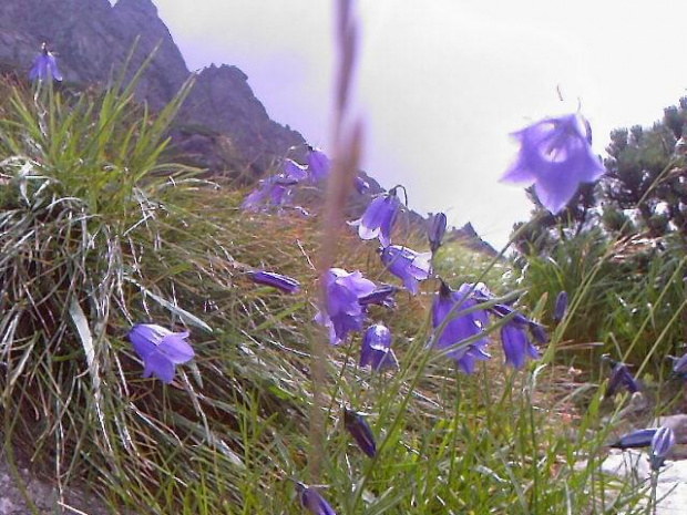 #Tatry #przyroda