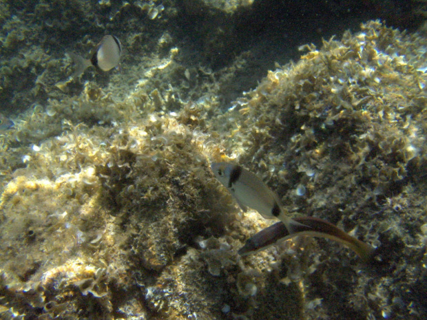 Cala Corsara - życie podwodne #Sardynia