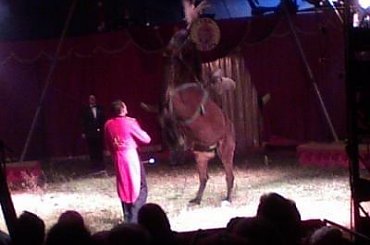 Cyrk Arlekin-sezon objazdowy 2007. Zapraszamy na www.portalcyrkowy.ubf.pl #cyrk #arlerkin #kmc #rozrywka #radom #portalcyrkowy #portal #cyrkowy #klaun #clown