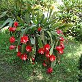 Epiphyllum