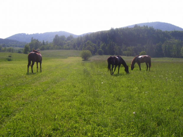 #konie #hobby #zwierzęta