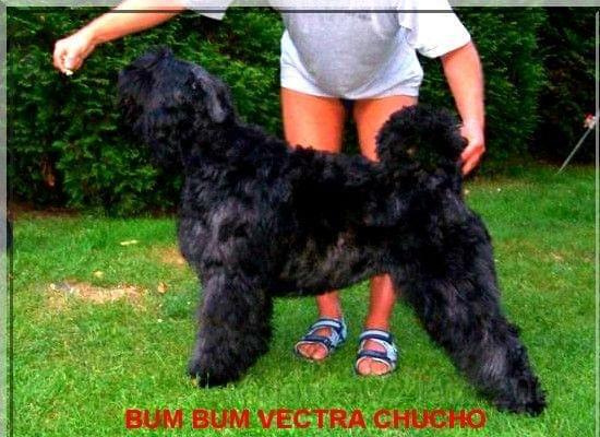 bouvier des flandres-Bum Bum Vectra Chucho #BouvierDesFlandres