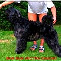 bouvier des flandres-Bum Bum Vectra Chucho #BouvierDesFlandres