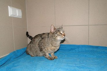 Koty do adopcji #adopcja #adopcje #Gliwice #kocięta #kot #kotki #koty #pomoc #przygarnę #schronisko #zaadoptuję #zwierzęta