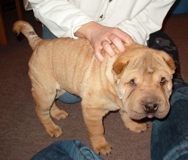 pierwsze chwile w nowym (naszym) domku #SharPei