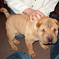 pierwsze chwile w nowym (naszym) domku #SharPei