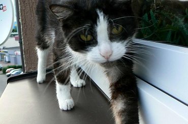 Znaleziono kota Knurów #adopcja #adopcje #Gliwice #kocięta #kot #kotki #koty #pomoc #przygarnę #schronisko #zaadoptuję #zwierzęta