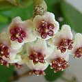 Hoya kerri